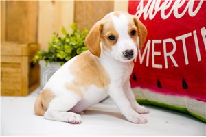 Hank - Beagle for sale