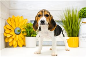Avery - Beagle for sale