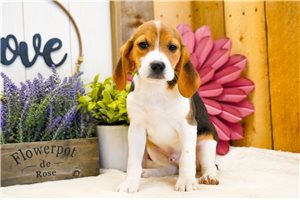 Alexander - puppy for sale