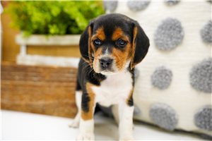 Diana - Beagle for sale