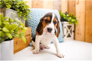 Draco - Beagle for sale