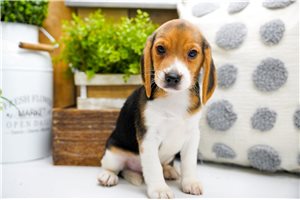 Enzo - Beagle for sale