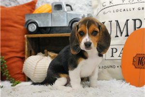 Oscar - Beagle for sale