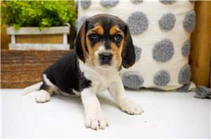 Diva - Beagle for sale