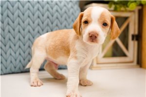 Hero - Beagle for sale