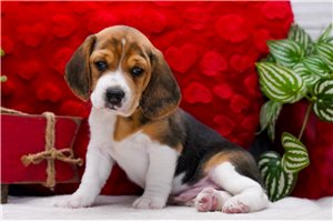 Aiden - Beagle for sale