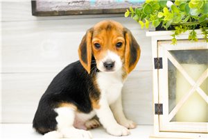 Enzo - Beagle for sale