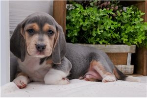 Stetson - Beagle for sale