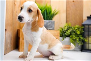 Hank - Beagle for sale