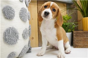 Diamond - Beagle for sale