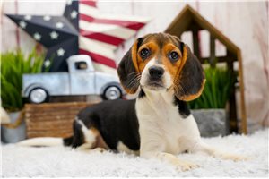 Luna - Beagle for sale