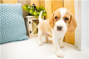 Dale - Beagle for sale