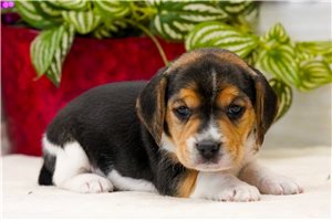 Amelia - puppy for sale
