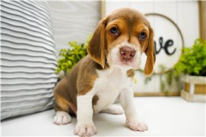 Emilia - Beagle for sale