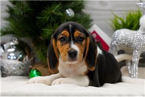 Wilbur - puppy for sale