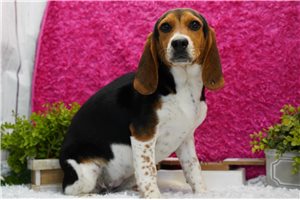 Jackie - Beagle for sale
