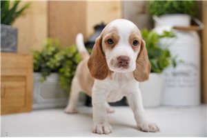 Scooter - Beagle for sale