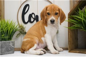 Edwin - puppy for sale