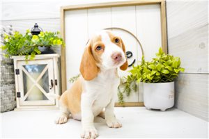 Scamp - Beagle for sale