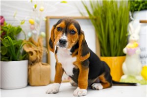 Newt - Beagle for sale