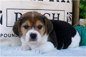 Violet - puppy for sale