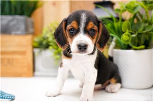 Silas - Beagle for sale