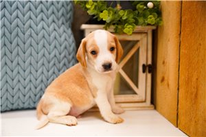 Hitch - puppy for sale