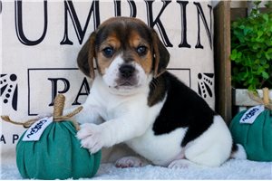 Victoria - puppy for sale