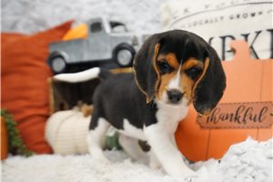 Owen - Beagle for sale