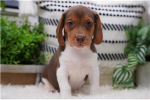 Colton - Beagle for sale