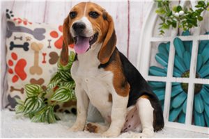 Kingston - Beagle for sale