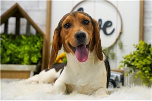 Liam - Beagle for sale