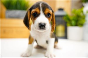 Sawyer - Beagle for sale