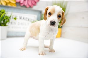 Hazel - Beagle for sale