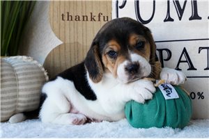 Virgil - puppy for sale