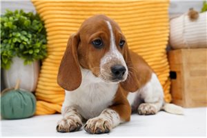 Egon - puppy for sale