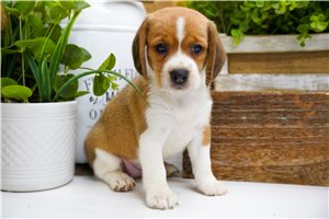 Diamond - Beagle for sale