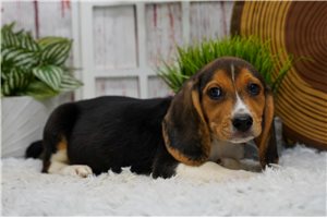 Harold - Beagle for sale