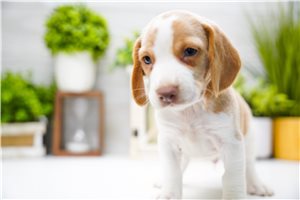 Scamp - Beagle for sale