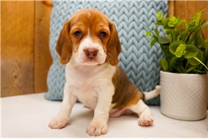 Ellen - puppy for sale