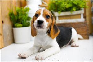 Enrico - Beagle for sale