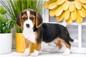 Natalia - Beagle for sale