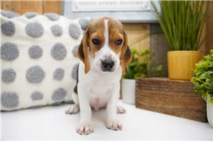 Enrico - Beagle for sale