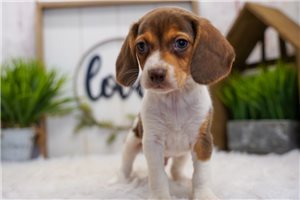 Jack - Beagle for sale
