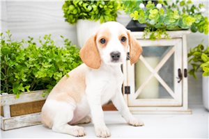 Hazel - Beagle for sale