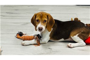 Ellen - Beagle for sale