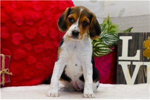 Aurora - Beagle for sale