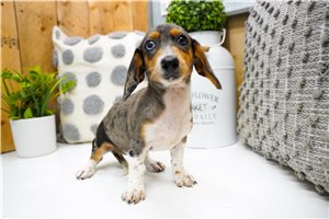 Willa - Dachshund, Mini for sale