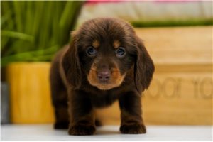 Kai | Puppies For Sale at Pawrade