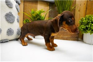 Byron - Dachshund, Mini for sale